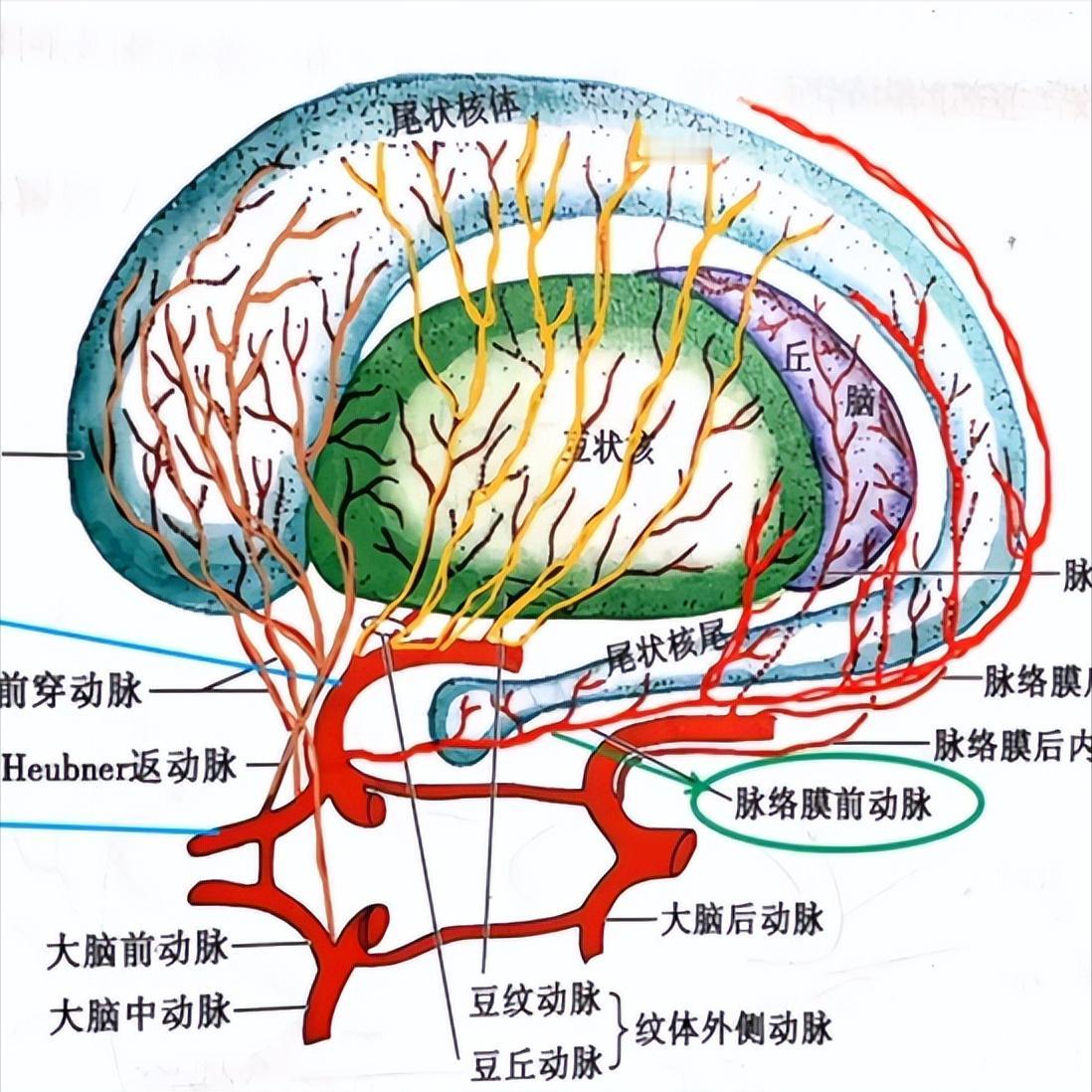 脑出血后恢复有规律：越往下，恢复越难！许多人都会问：“脑出血后，到底能不能恢复