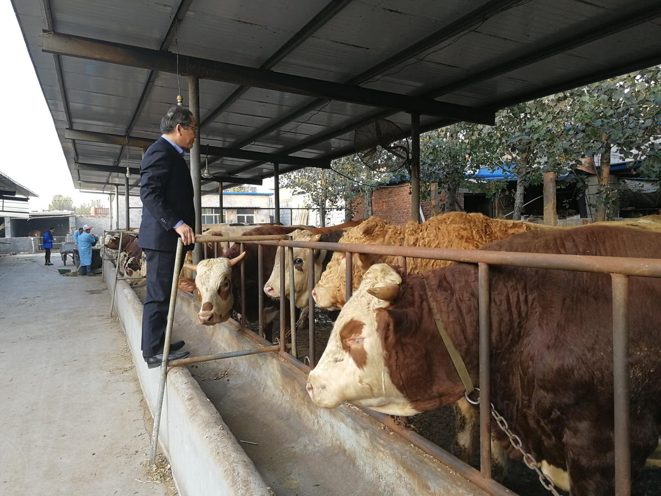 最新版肉牛“两料三方四步育肥法”