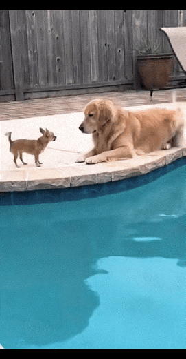 想当一条，见谁就欺负谁的恶犬，首先是自己要有实力，要不然结果就是……………………