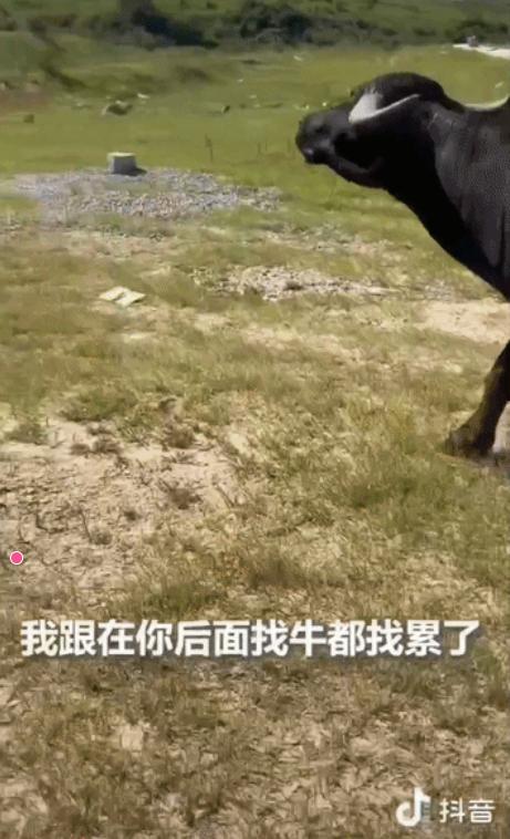 「火上人民日报了！」安徽滁州，一只母牛只顾自己吃草，弄丢了小牛，主人以为它会自己