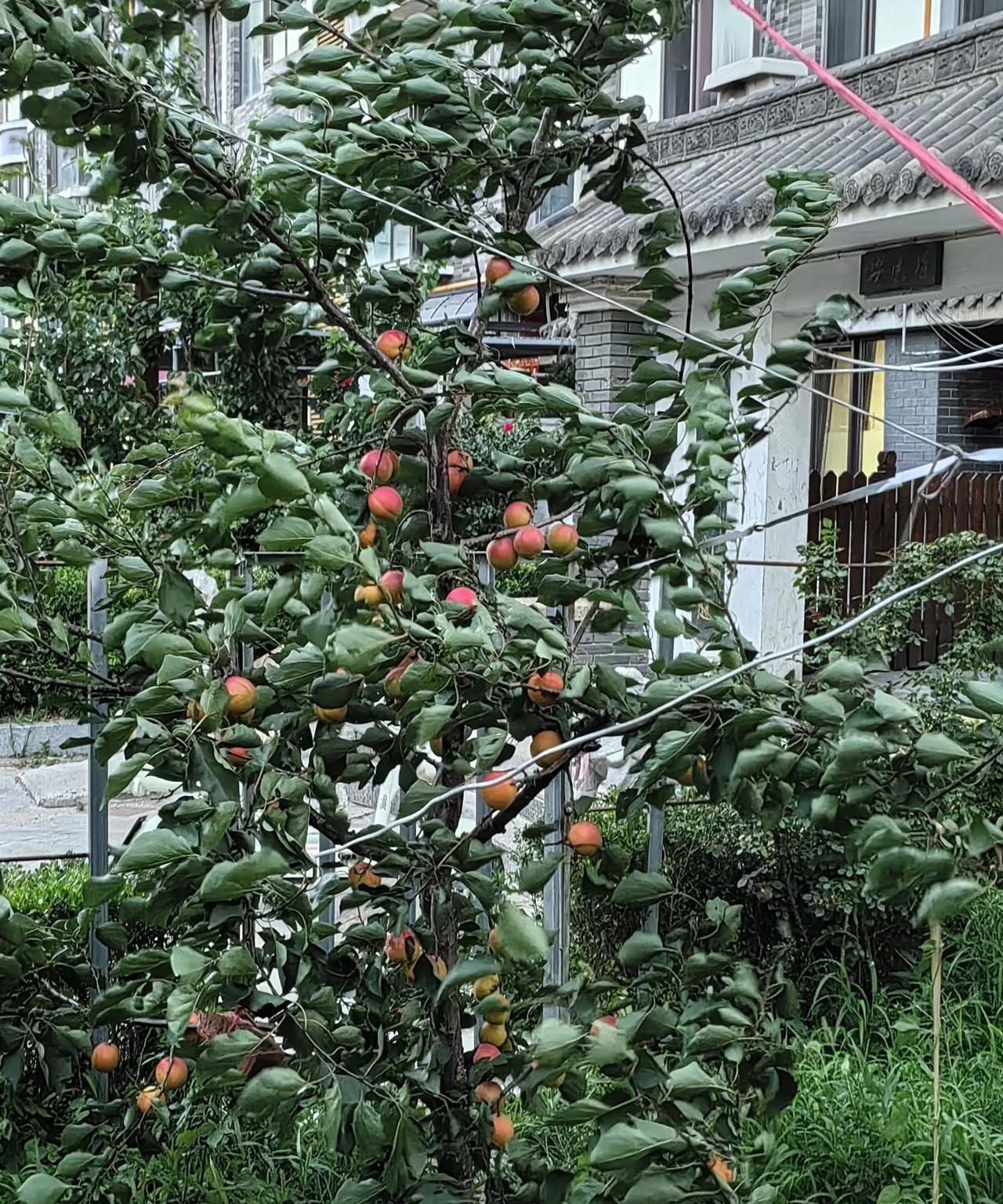 到了吃桃子的季节，反倒是觉得桃子不好吃了！