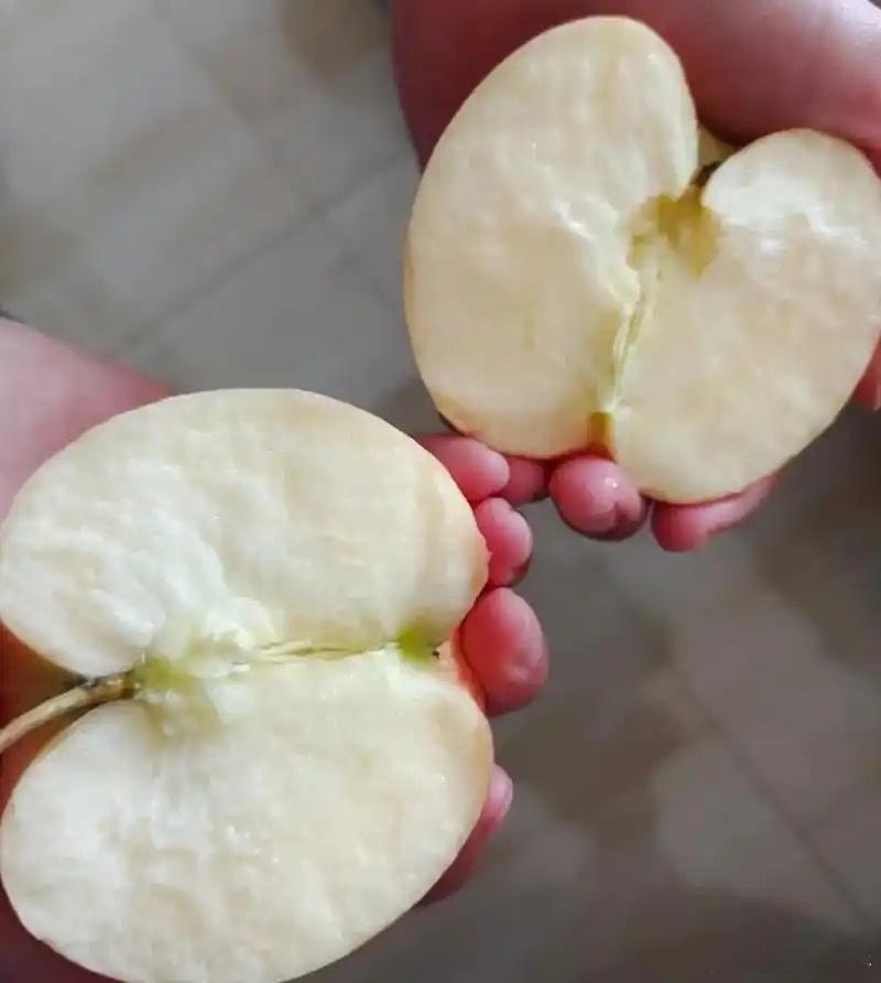 苹果基础掰苹果的方式不基础以前觉得把苹果掰成两半，那得是大力士级别的，直到偶然间