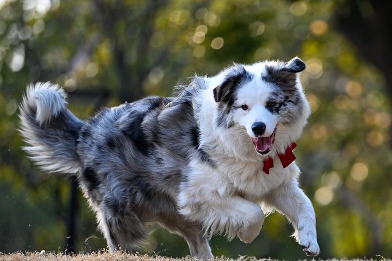 笑不活了！边牧凌晨狂下1010单灯笼，主人回应太暖心，全网笑喷你家宠物闯过