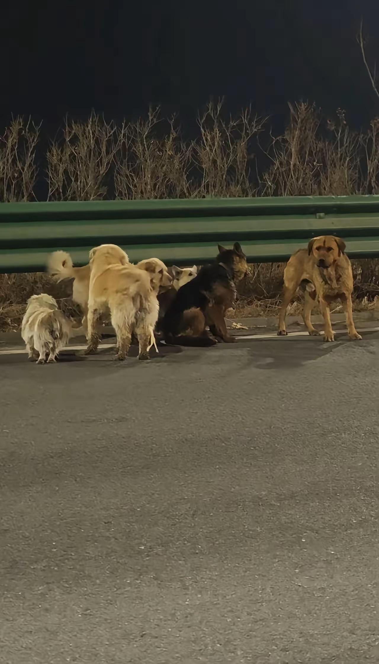 狗贩子直言！吉林长春7只狗根本不是被偷，另有隐情吉林长春7只狗在大马路上