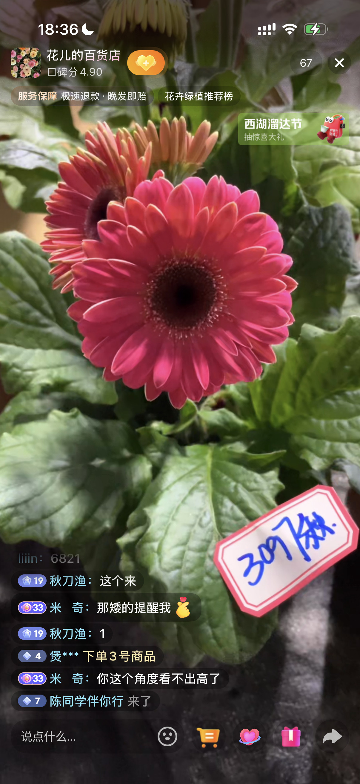 最近有点喜欢非洲菊买了鲜花也买了盆栽家人们觉得可以种活吗