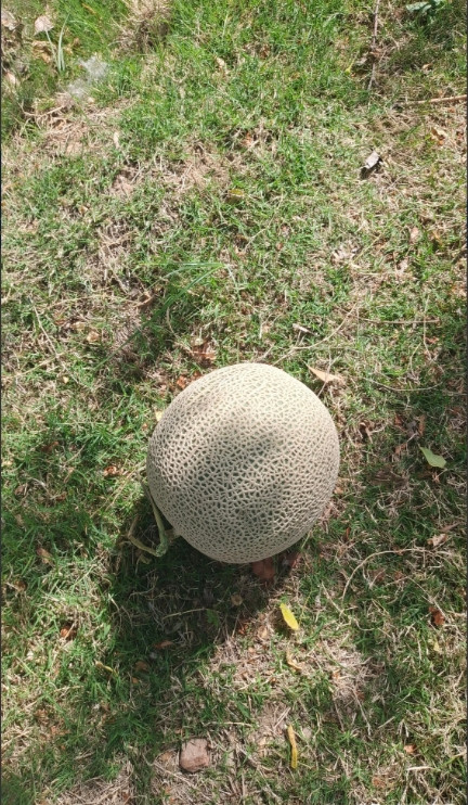 今天真幸运，跟闺蜜带孩子去公园玩，捡了一个大哈密瓜，我以为是玩具呢，踢了一脚，怪