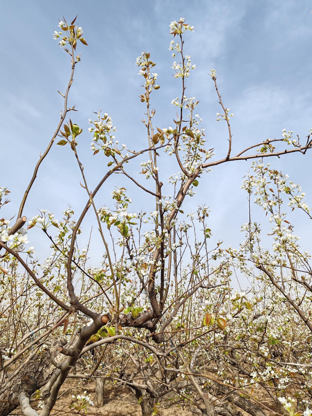 “山中易见千年树，人间难寻万载人”，这短短两句，道尽了岁月与人生的深刻哲理。在
