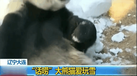 熊猫 淼淼19910117(405806)_土豆视频