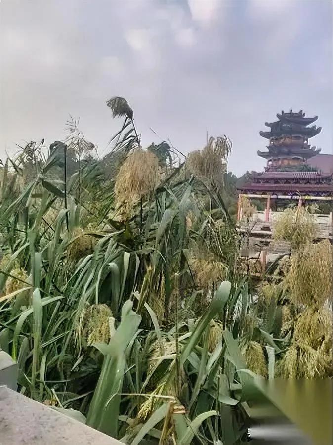 年初给俩朋友孩子牵了线本来挺顺——俩孩子处得跟蜜似的，男方父母催着今年结婚，