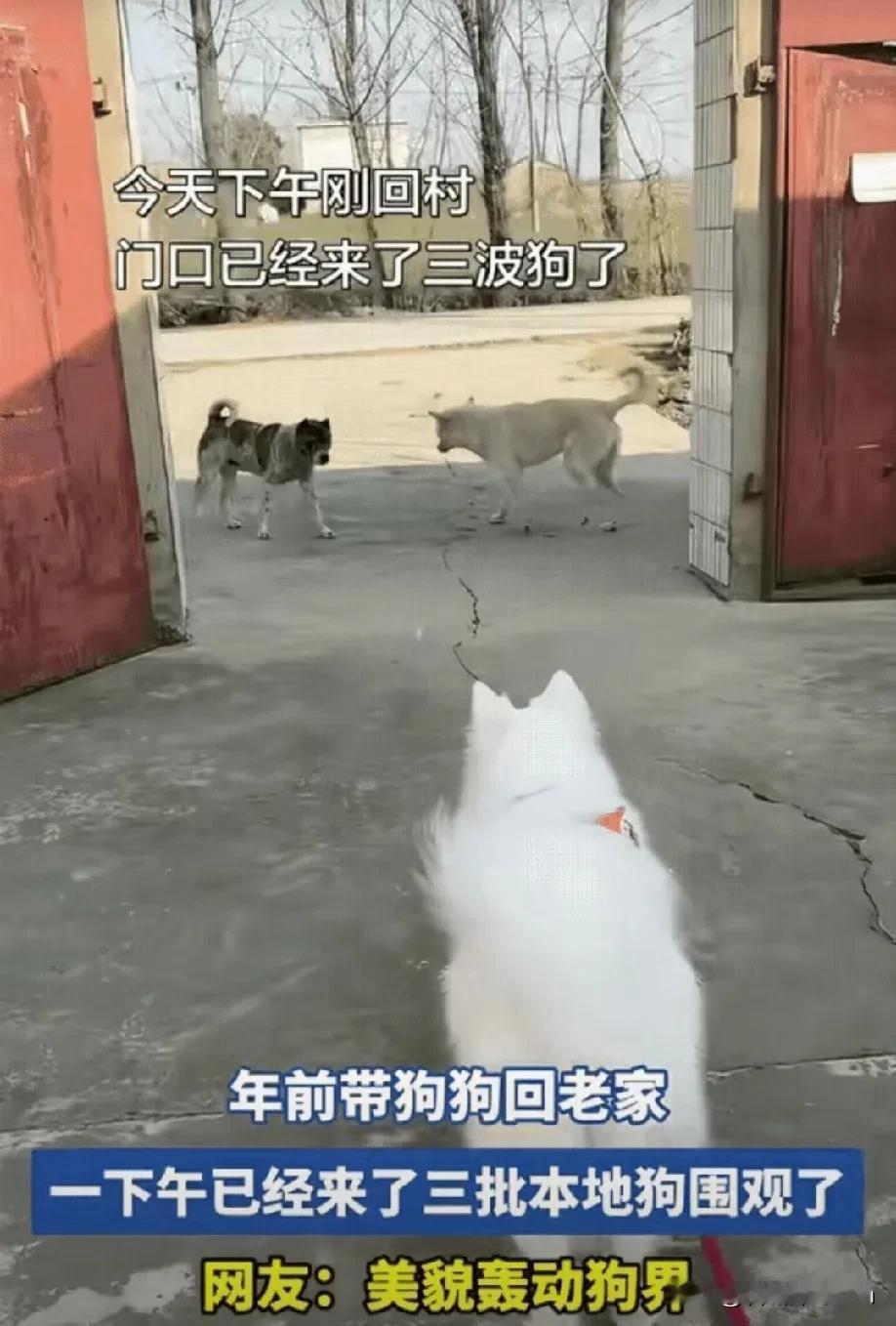 “笑不活了！”安徽，一女子带狗狗回老家过年，不料，因狗狗长得太漂亮导致村里其他狗