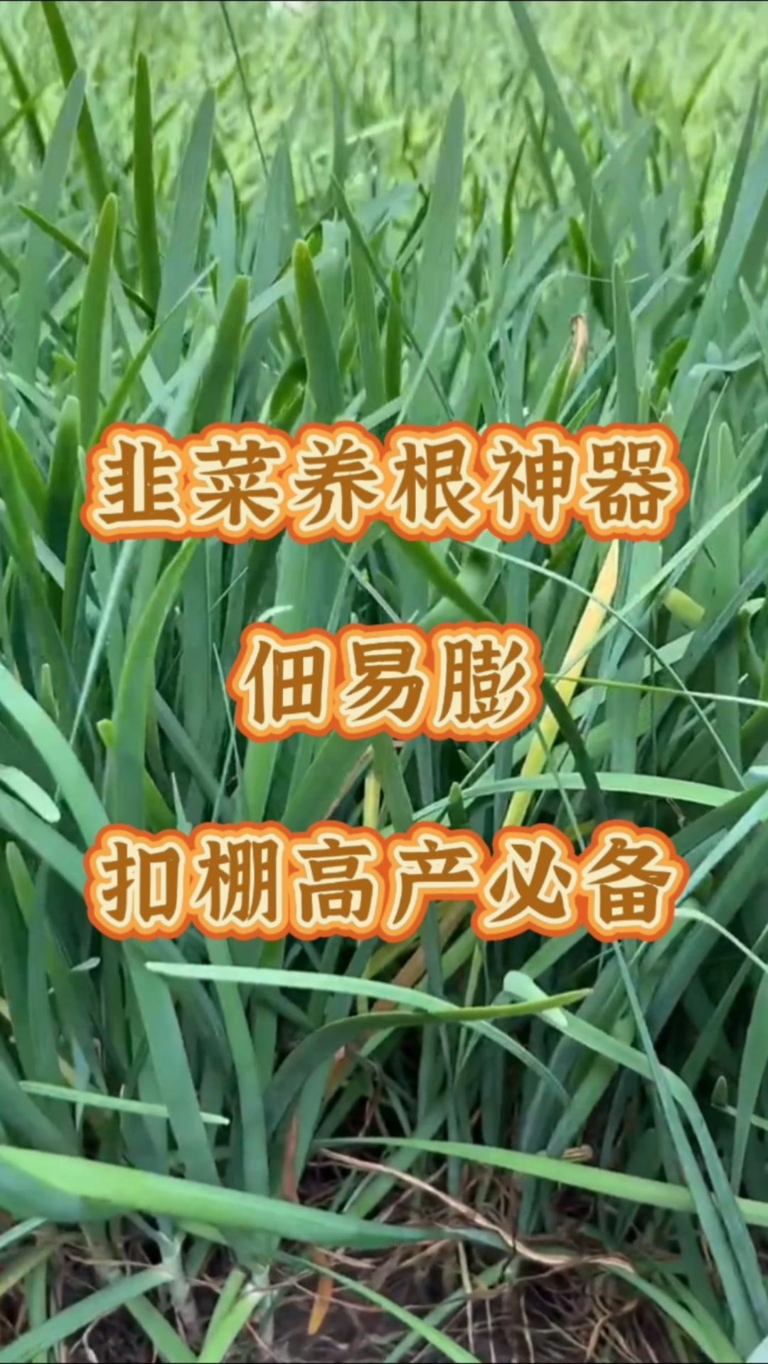 👏韭菜养根期到了，如果不能把握好养根窗口期，导致后期根球细小，扣棚后苗弱叶薄，
