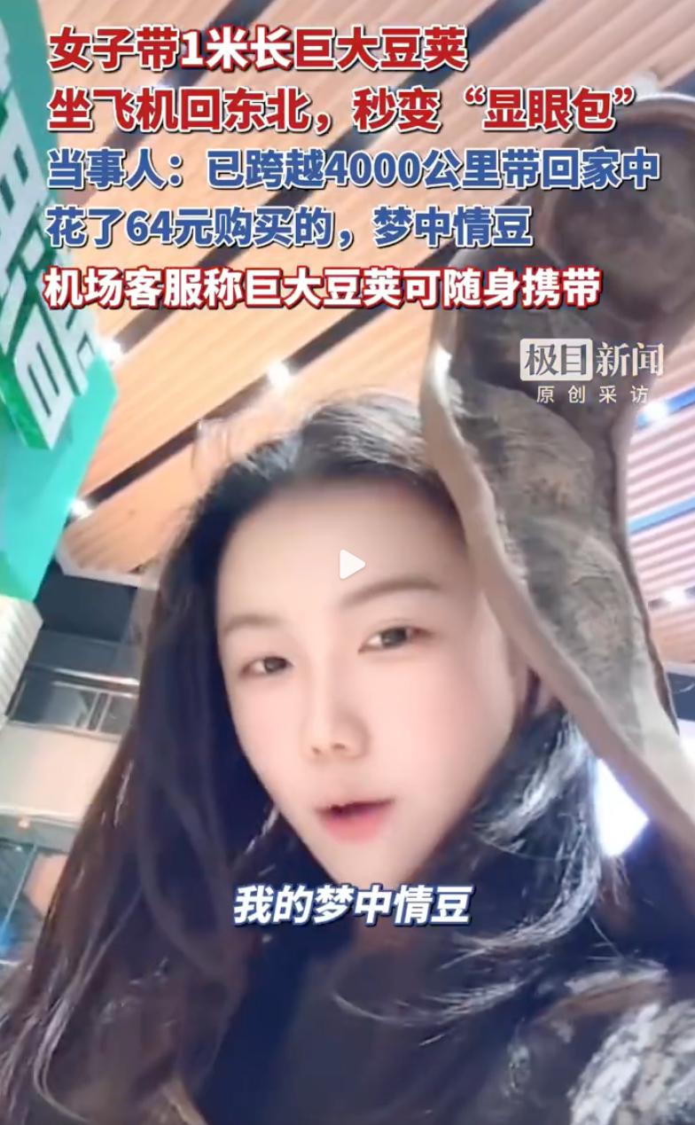 这是真牛！辽宁大连的陈女士最近彻底火了，她从云南花64块钱买了个一米多长的巨大豆