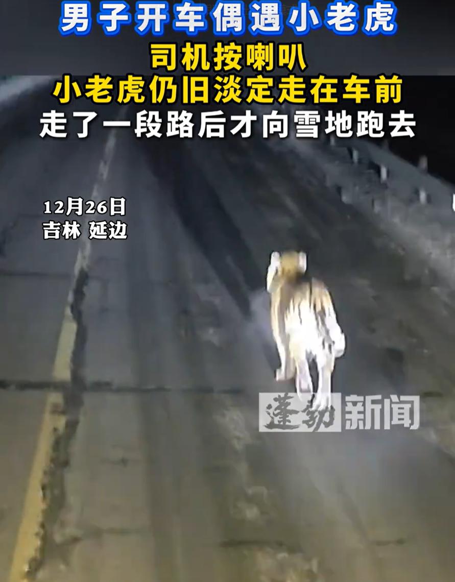 这才是真虎！吉林延边，一男子开车在路上突然遇到一只野生东北虎，因为看对方还小，男