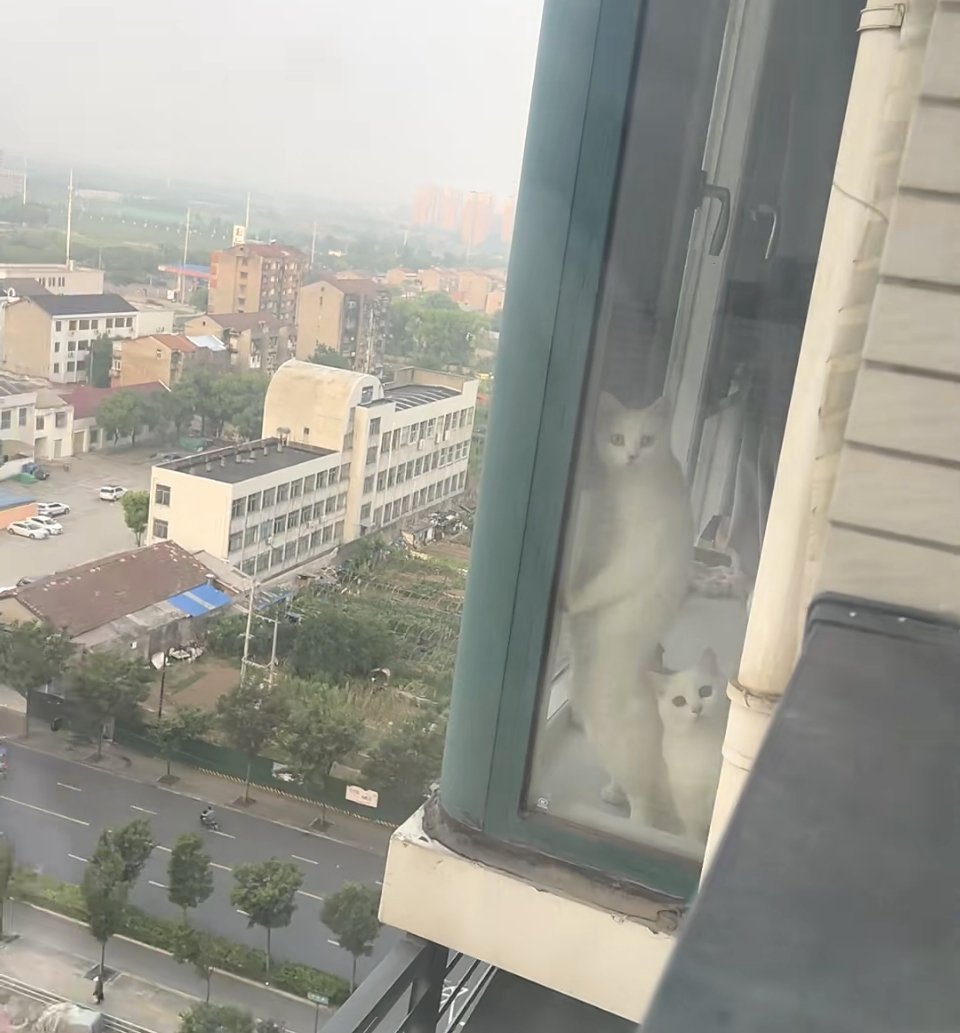 同事搬家温居，又遇上端午节，就在她家聚餐了一顿。她邻居家的毛孩子，一模一样的三胞