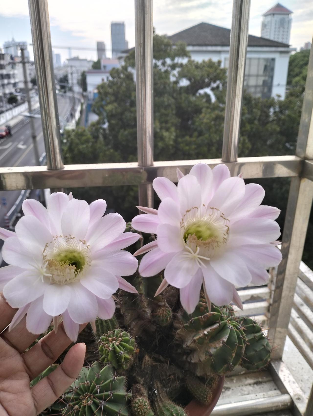 隔壁家婆婆帮着带了七八年孩子，如今孩子上小学了。儿媳想让老人回农村好好休养，可