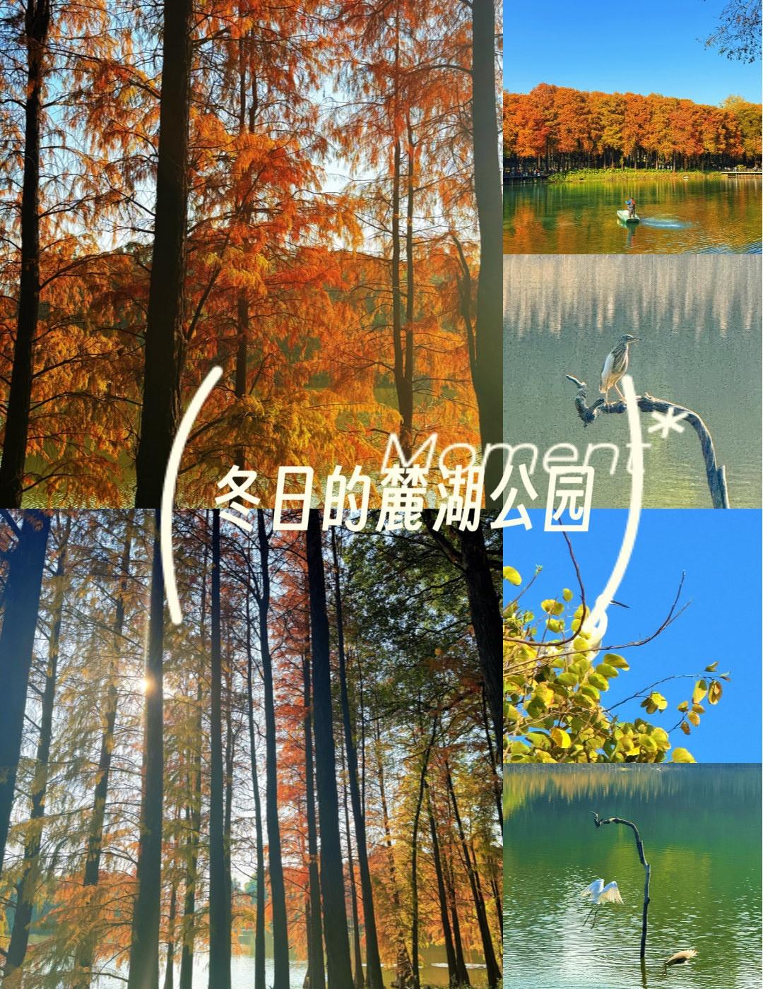 湖光树影美不胜收📍广州0元玩转这座城【冬日偷得半日闲✨麓湖的水杉是广州