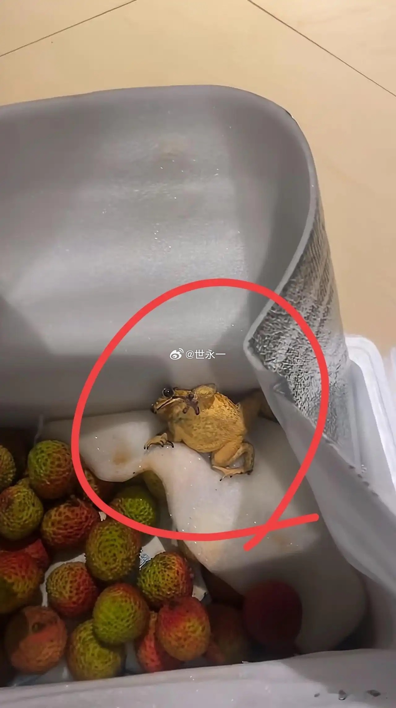 在网上买了一箱荔枝，打开差点被吓哭，他还是活的