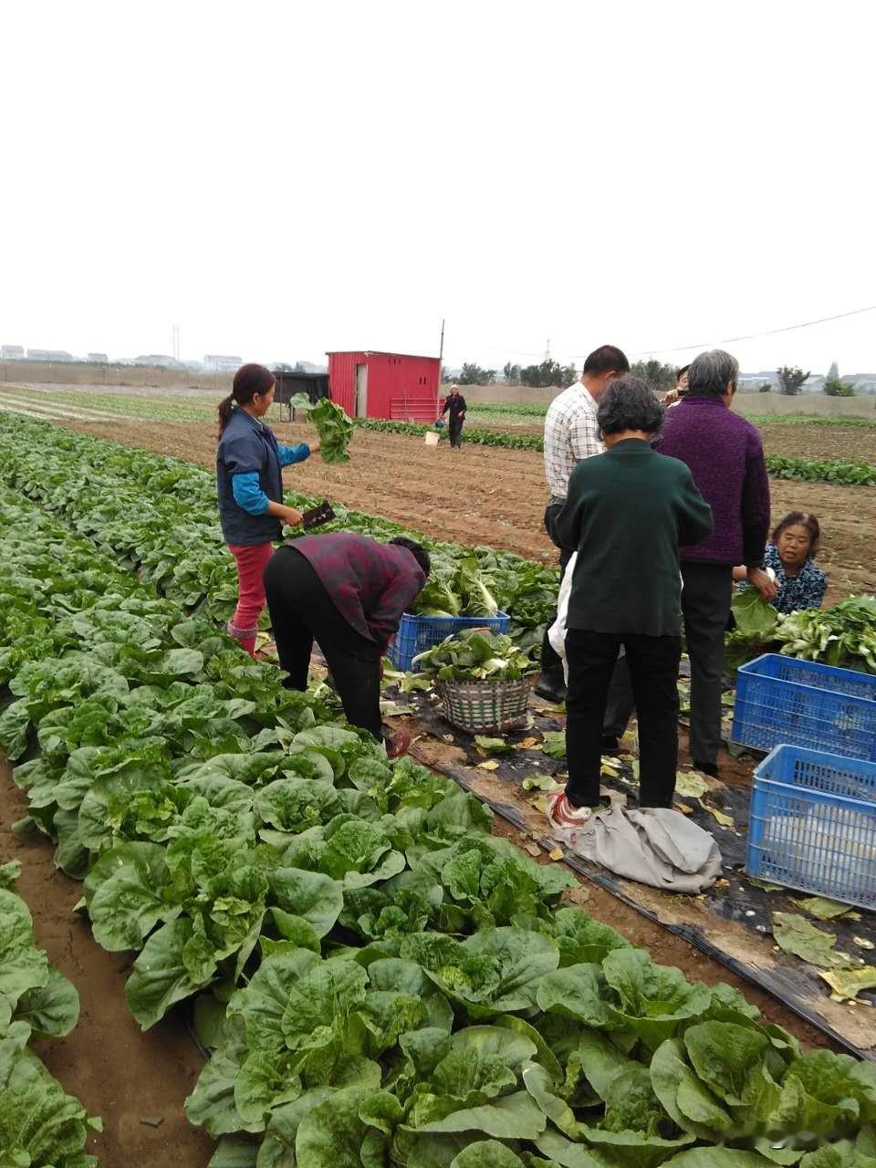 内蒙古菜农近200亩白菜被哄抢，损失近百万，官方通报。我认为有些夸张，就算数百人