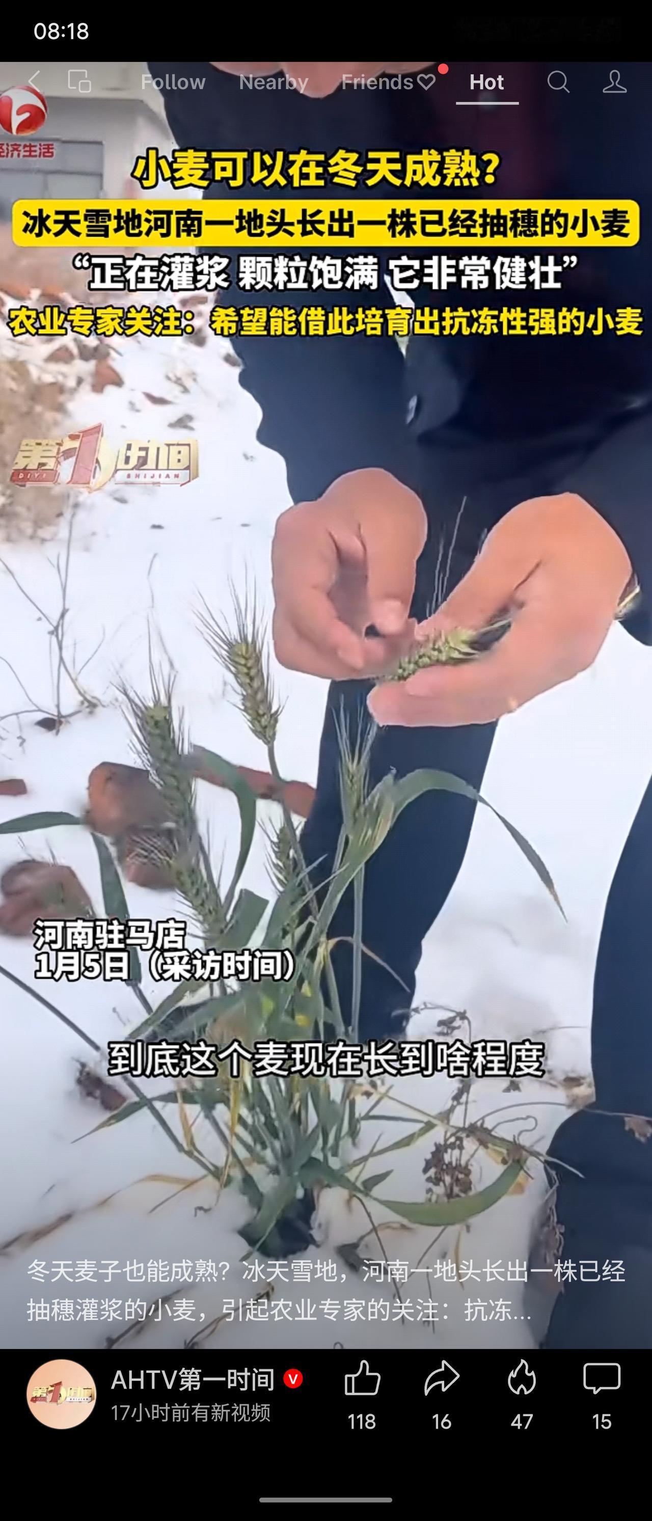 河南驻马店一农户在冰天雪地中发现一株冬季抽穗灌浆的小麦，生长健壮。农业专家对此高