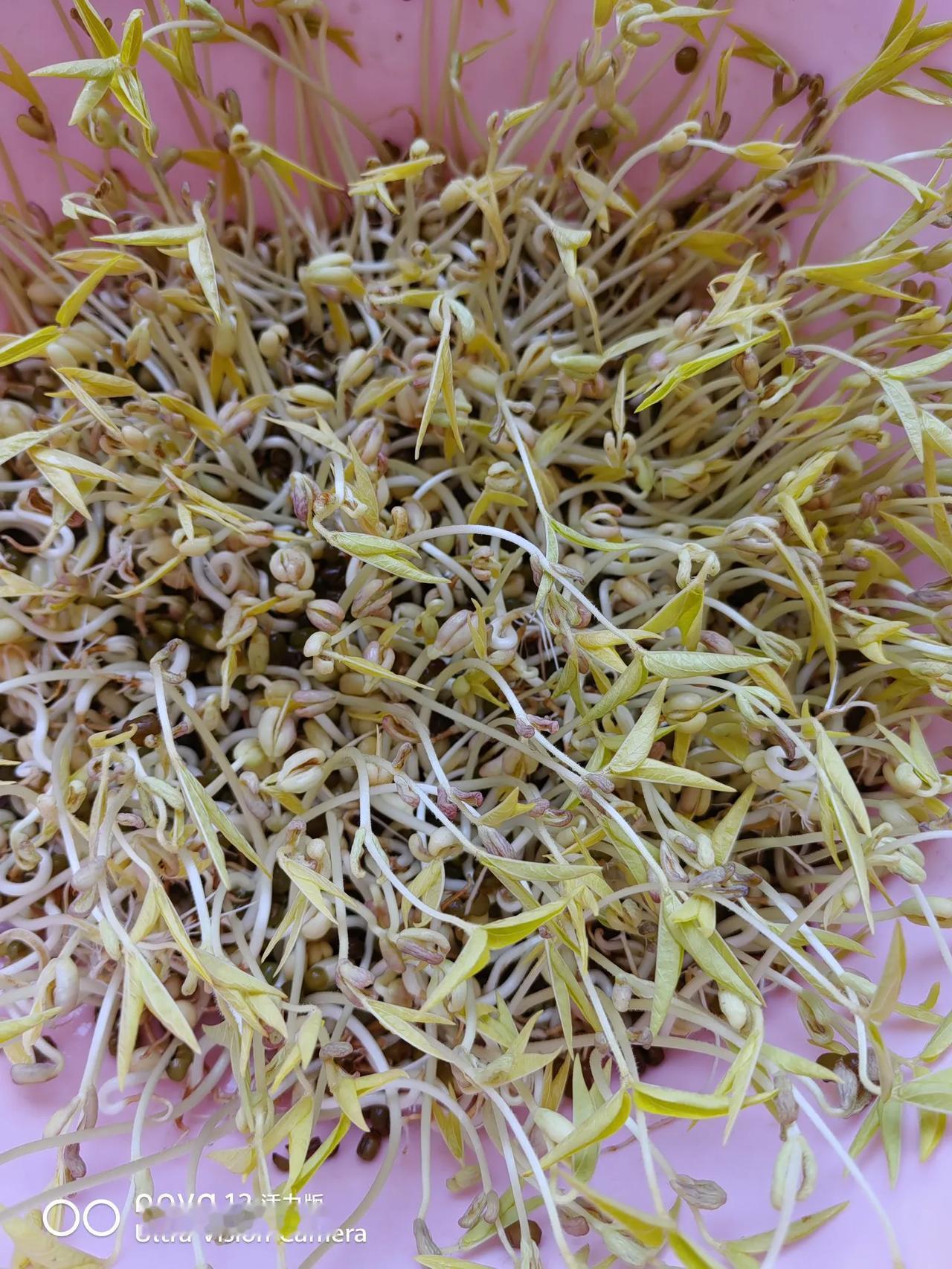 今天我一个人吃。按自己的口味，做一餐简单的饭菜。我自己发的豆芽今天可以吃了，家里