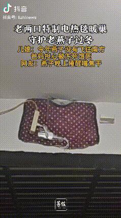 12月3日，河北，两只“老燕子”无力南飞，留户主家过冬。没想到，户主老两口给两只