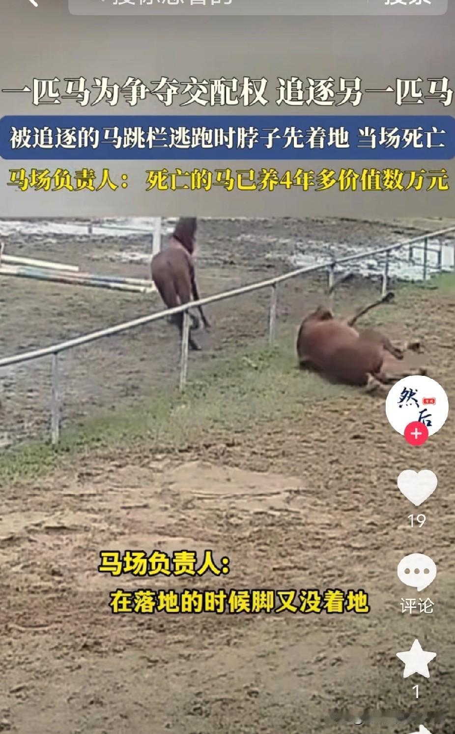 这可能是最悲剧的死法了！安徽一马场内，一匹母马发情疯狂的追逐一匹公马，公马被吓到