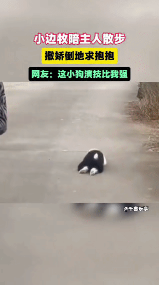 小边牧散步“碰瓷”现场主人带小边牧出门散步，一开始它还乖乖跟在身后，小短腿