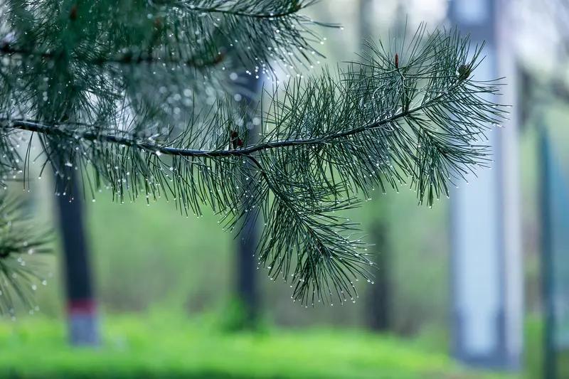 上联：雨打高山绿。下联是什么风吹草地啸