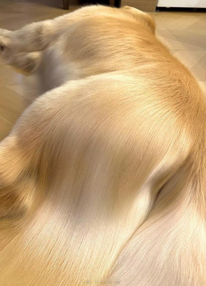 金毛为什么叫金毛…这一刻我悟了！！！