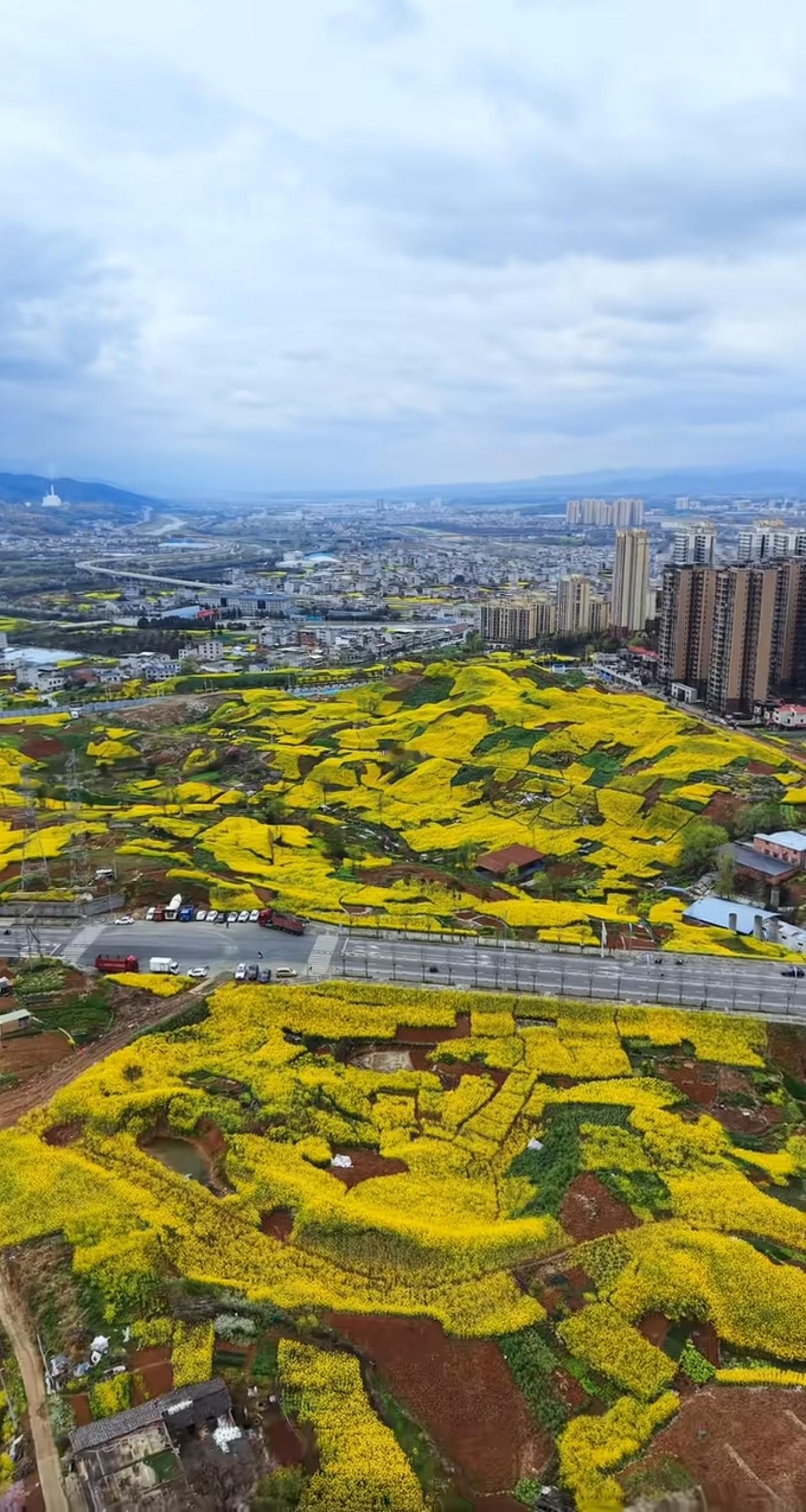 安康市区还有这么漂亮的油菜花海美景，也有“开往春天的列车”，处处洋溢着春天的气息