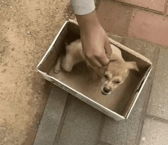 这只小狗被人切掉尾巴装进纸箱放在路边，有人路过想救助的时候小狗疯狂哀嚎不敢接近人