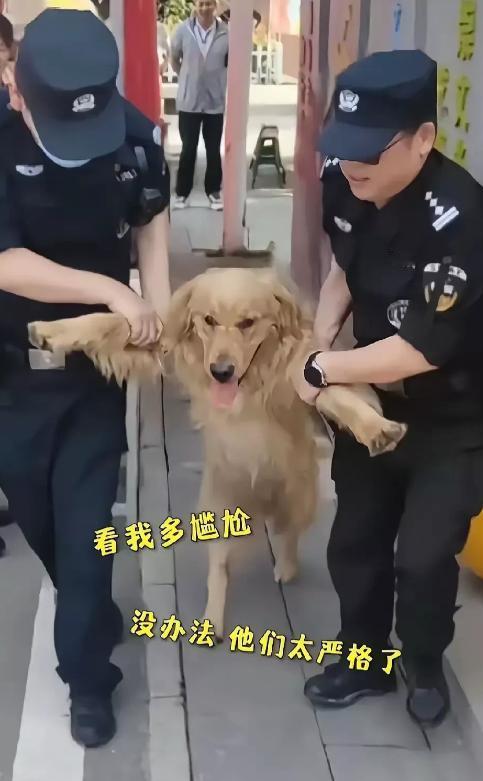 6月7日，安徽大金毛循着气味冲进考场寻找小主人，看到监考老师正在发试卷，它汪汪叫