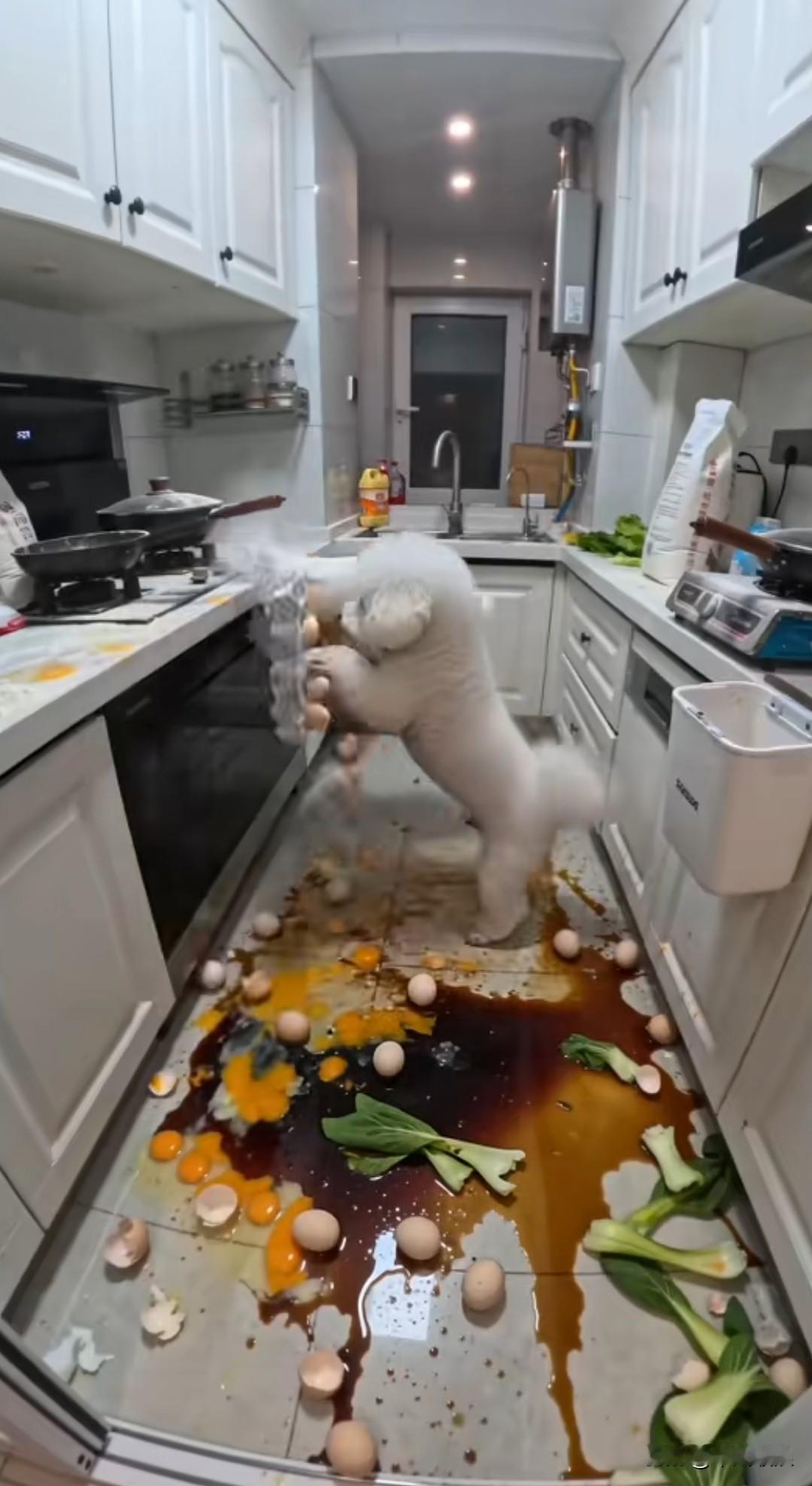 家中饲养的比熊犬，瞅见家里没人，便窜上厨房的灶台寻觅食物。它一不小心，把台上的一