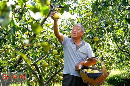 泪目！白发人送黑发人，儿子骤然离世，数万斤成熟梨子愁坏了老两口！河南洛阳，老两
