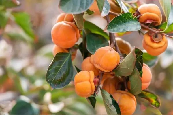 朋友送了一兜柿子，说是从自家树上摘得，是那种常见的磨盘柿子。自从发现血糖异常