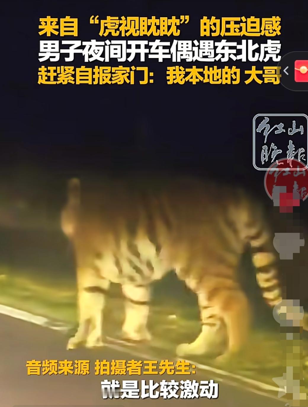 吉林,一出租车司机在长白山载着乘客行驶途中,突然发现1只野生东北虎,它走了过来,