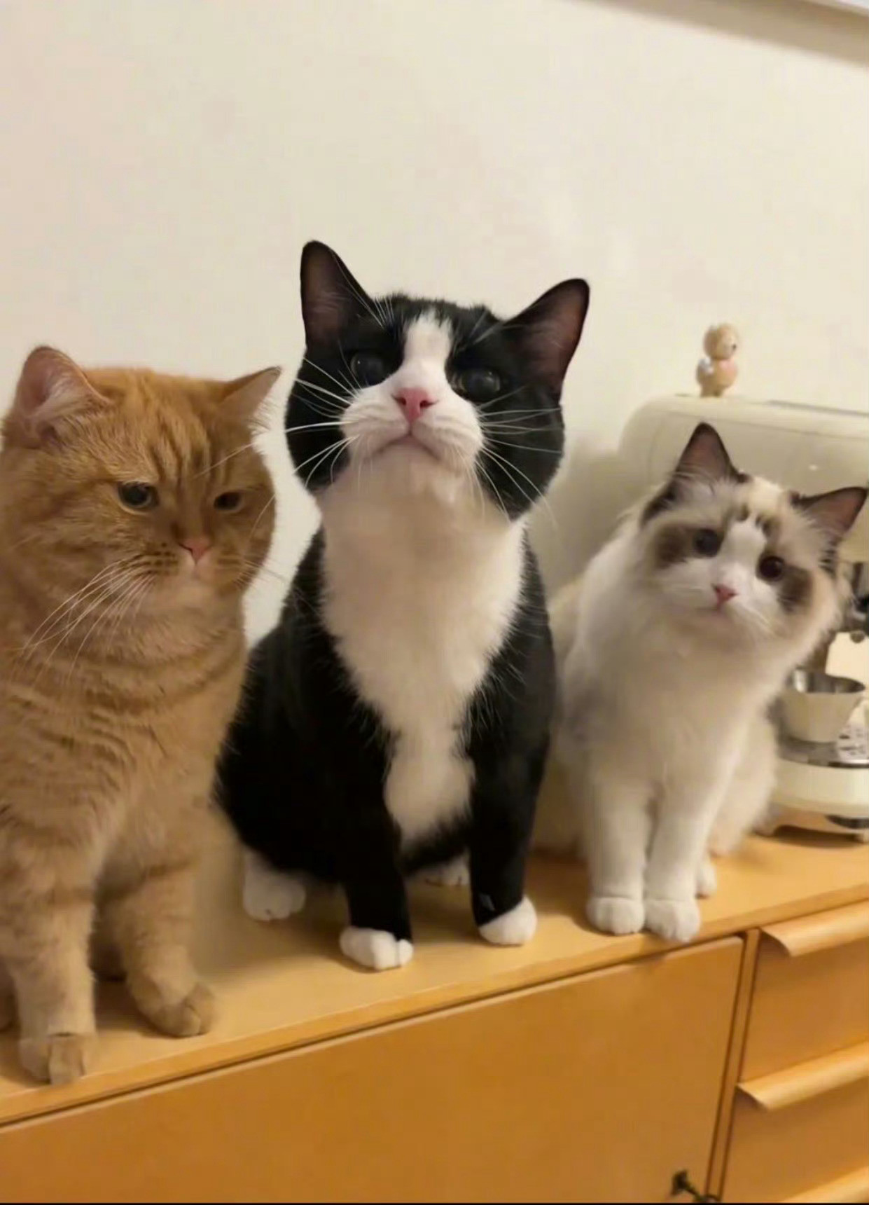 猫咪：因为拍照时吐了舌头，就被打了一顿，欺负人……🙁️
