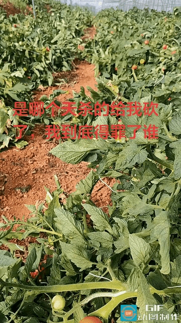 这种事，不论大于，政府部门，公安局都要积极介人，严查重罚，惩一儆百，利国安民