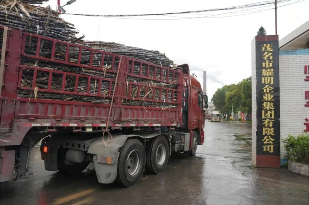 “果蔗大面积滞销，眼看就要烂在地里！”广东茂名化州一家糖厂挺身而出，喊出“有多少