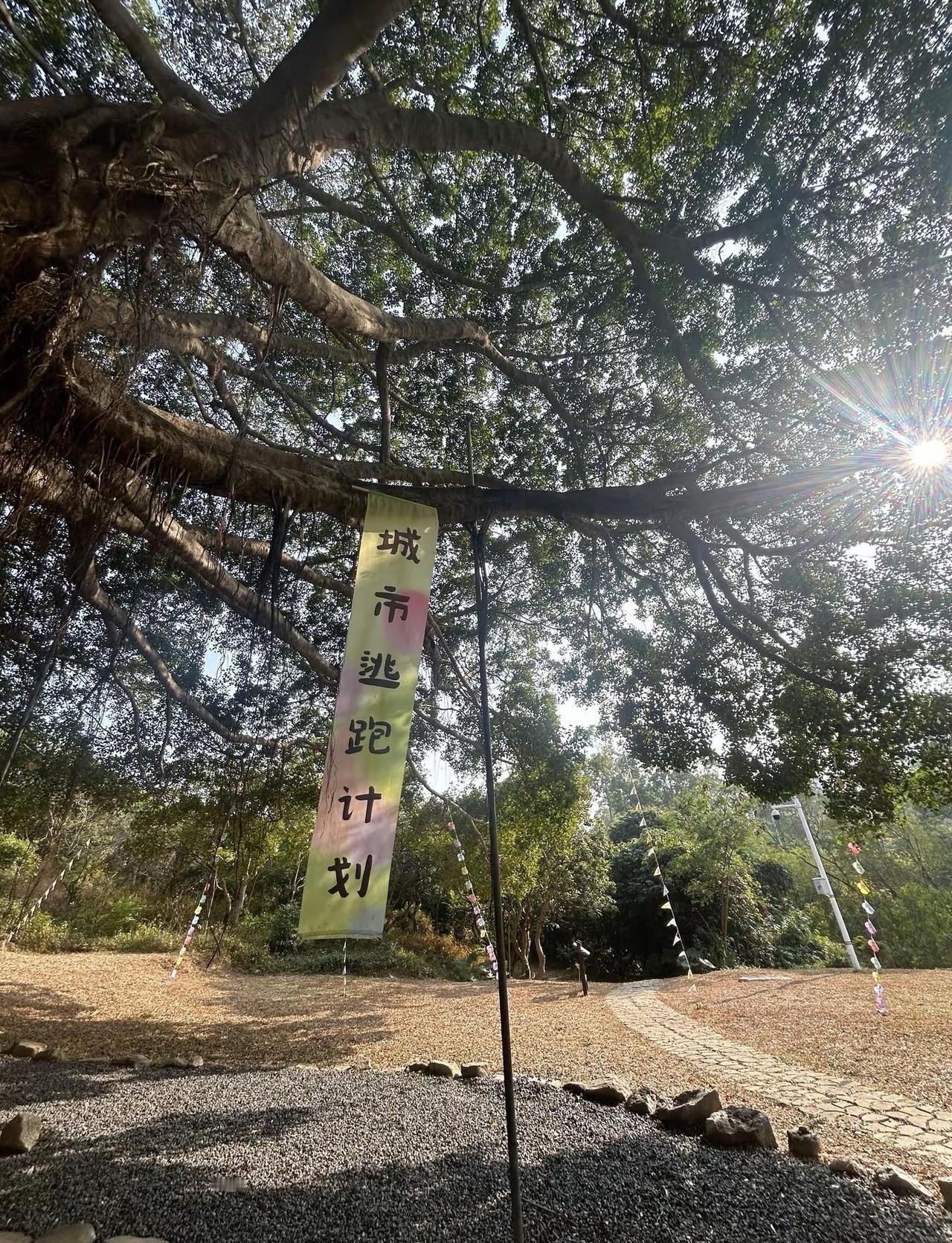 深圳市唯一的省级森林公园，空气清新、鸟语花香、可骑行、可喂鱼、可爬山、可风筝～～