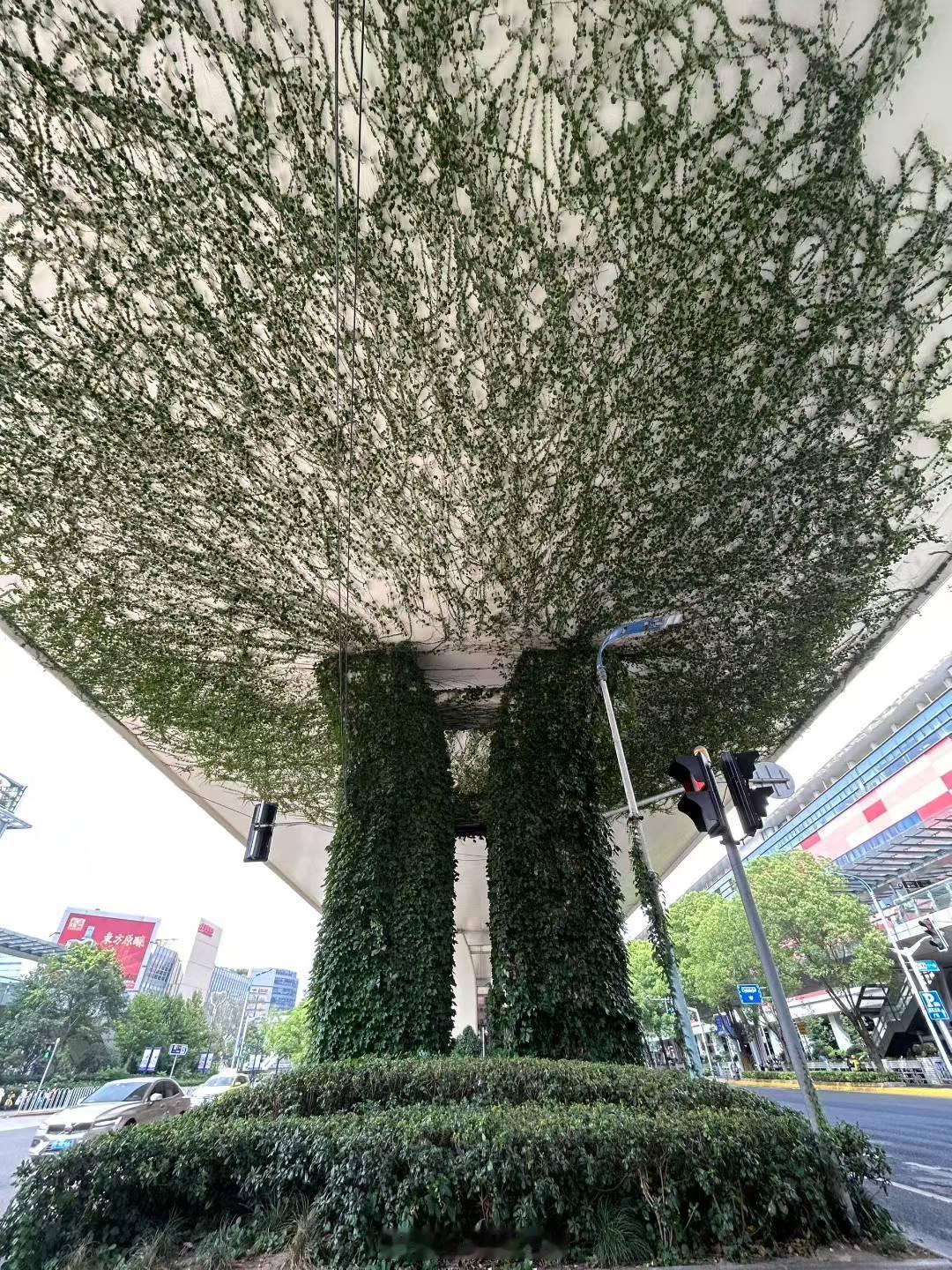 还从来没有从这个视角好好看过高架桥下的这一片勃勃生机~PS:配图来自朋友圈​​