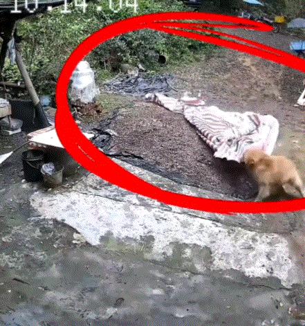 广东一男子家监控拍下神奇一幕，养了多年的金毛犬在暴雨来临前做出一件事，直接让赶回