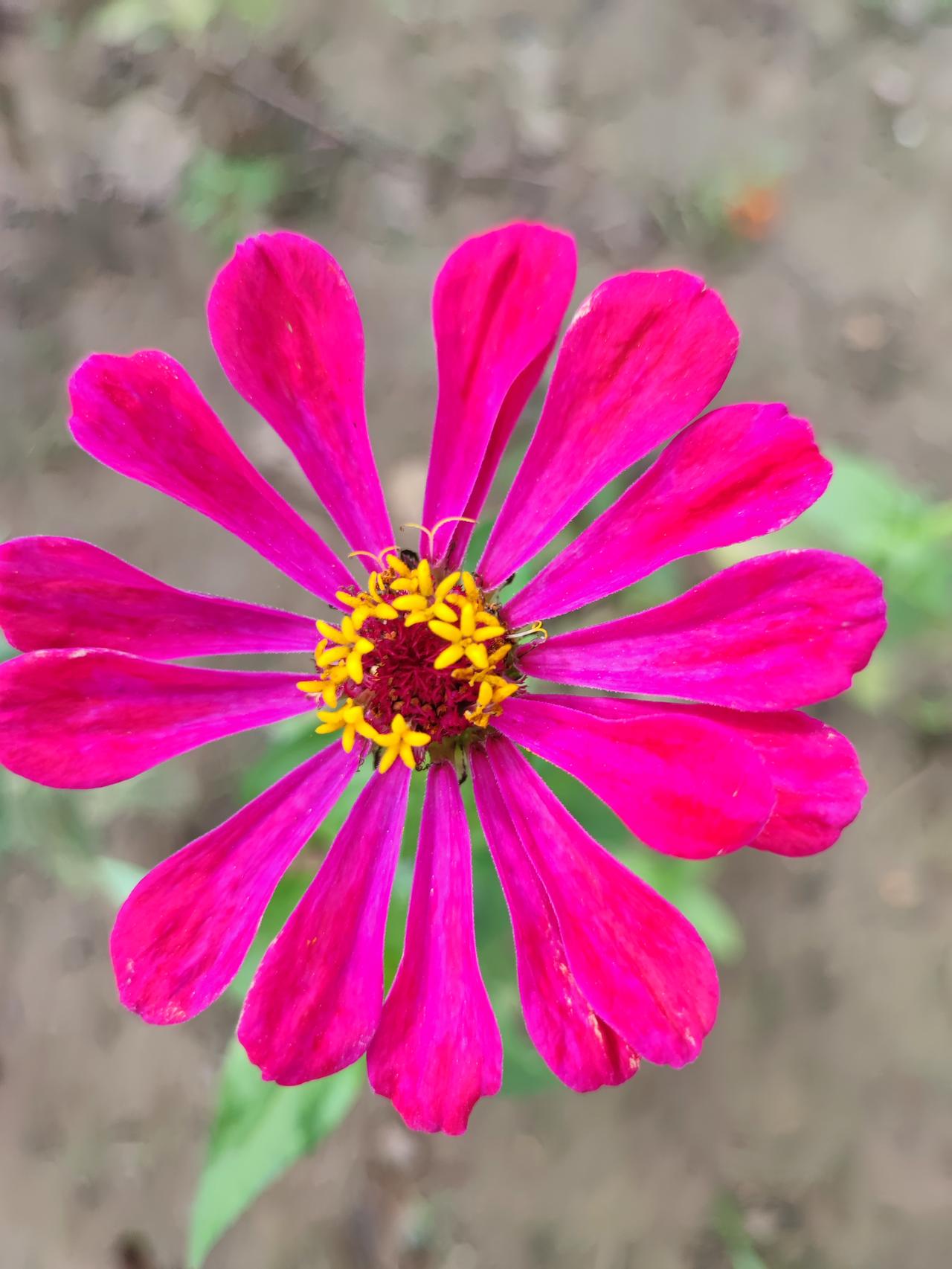 晒一晒随拍的花家门前小公园里各色的秋不落花。