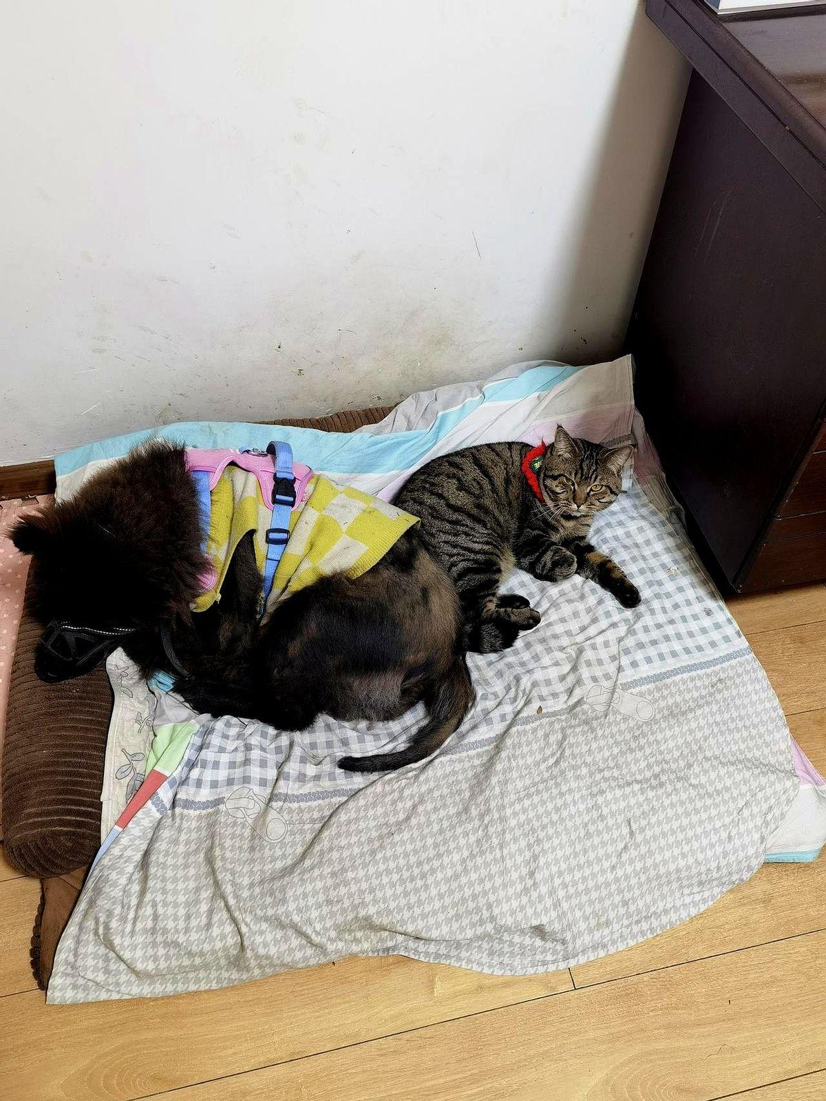 去年7月捡了只邻居搬家不要的狸花猫，发现和网上说的一样。它习惯跟着狗子往外跑，