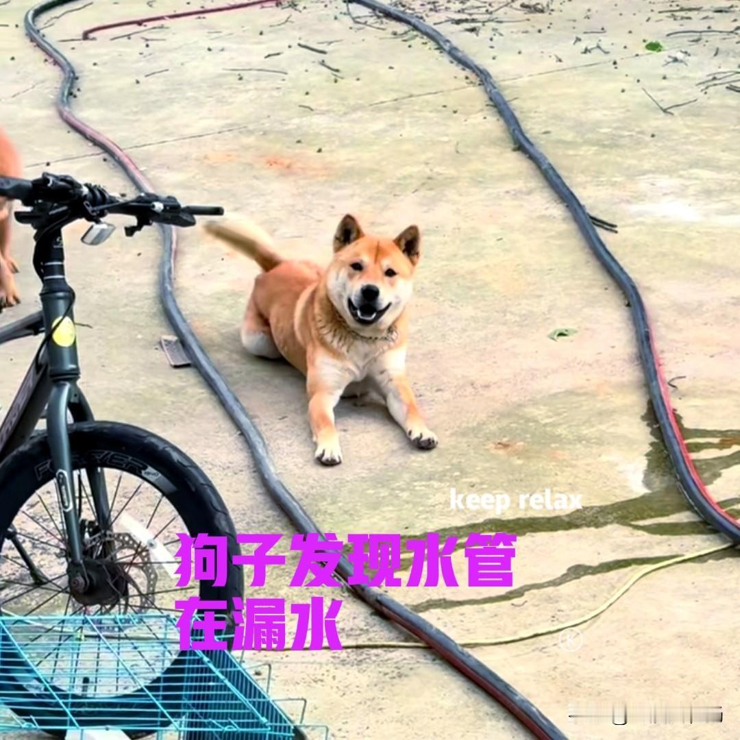 女子家养了一只中华田园犬，狗子不仅聪明还很懂事。女子对狗子说的每一句话，它好像都