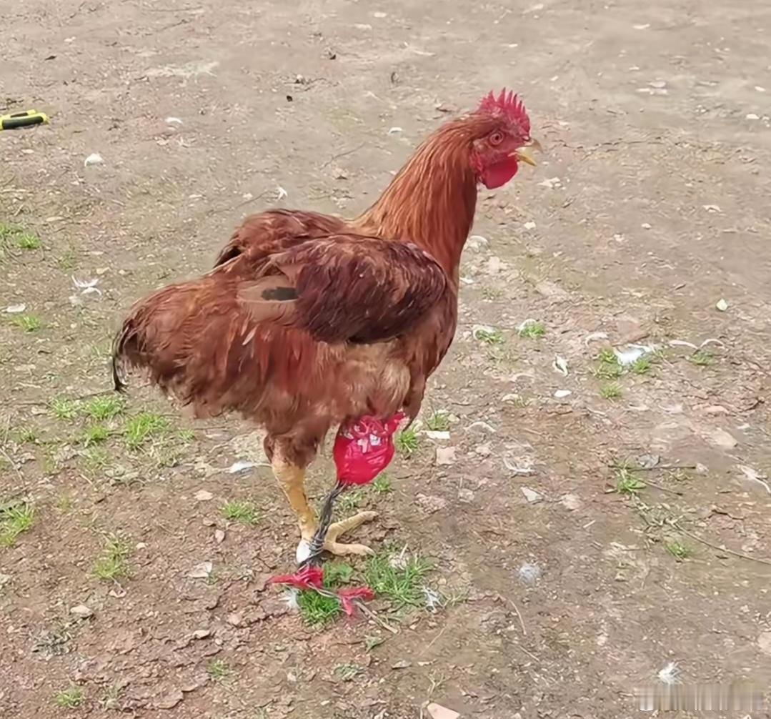 主人真是大聪明，话说那只鸡脚去哪了？