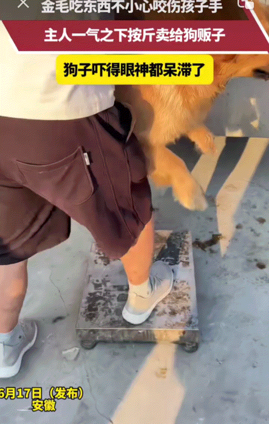 安徽，一狗主人发视频称，家中养的金毛吃饭时，不小心咬了自家孩子，主人一气之下直接