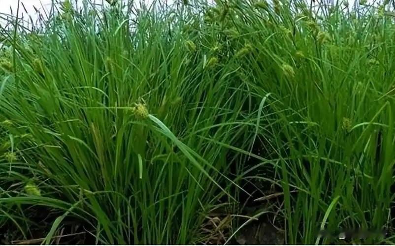 杀疯了！春节档预售狂破44亿创历史，飞驰人生3直接断层领跑2026春节档也太