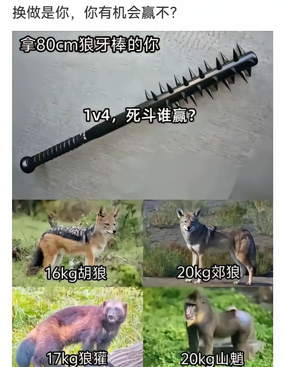 假如人类拿着个80cm的狼牙棒和下面四个动物1v4死斗，能赢吗？