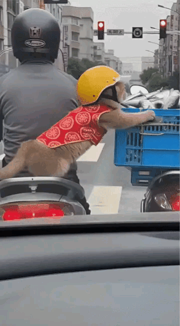 猫咪随主等红灯，旁车后座框有鱼。勾起馋虫涎欲滴，小手不由伸过去。后车司机